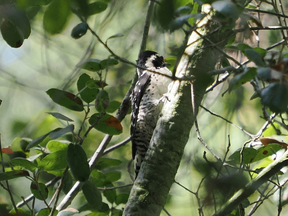 Nuttall's Woodpecker - ML642305827