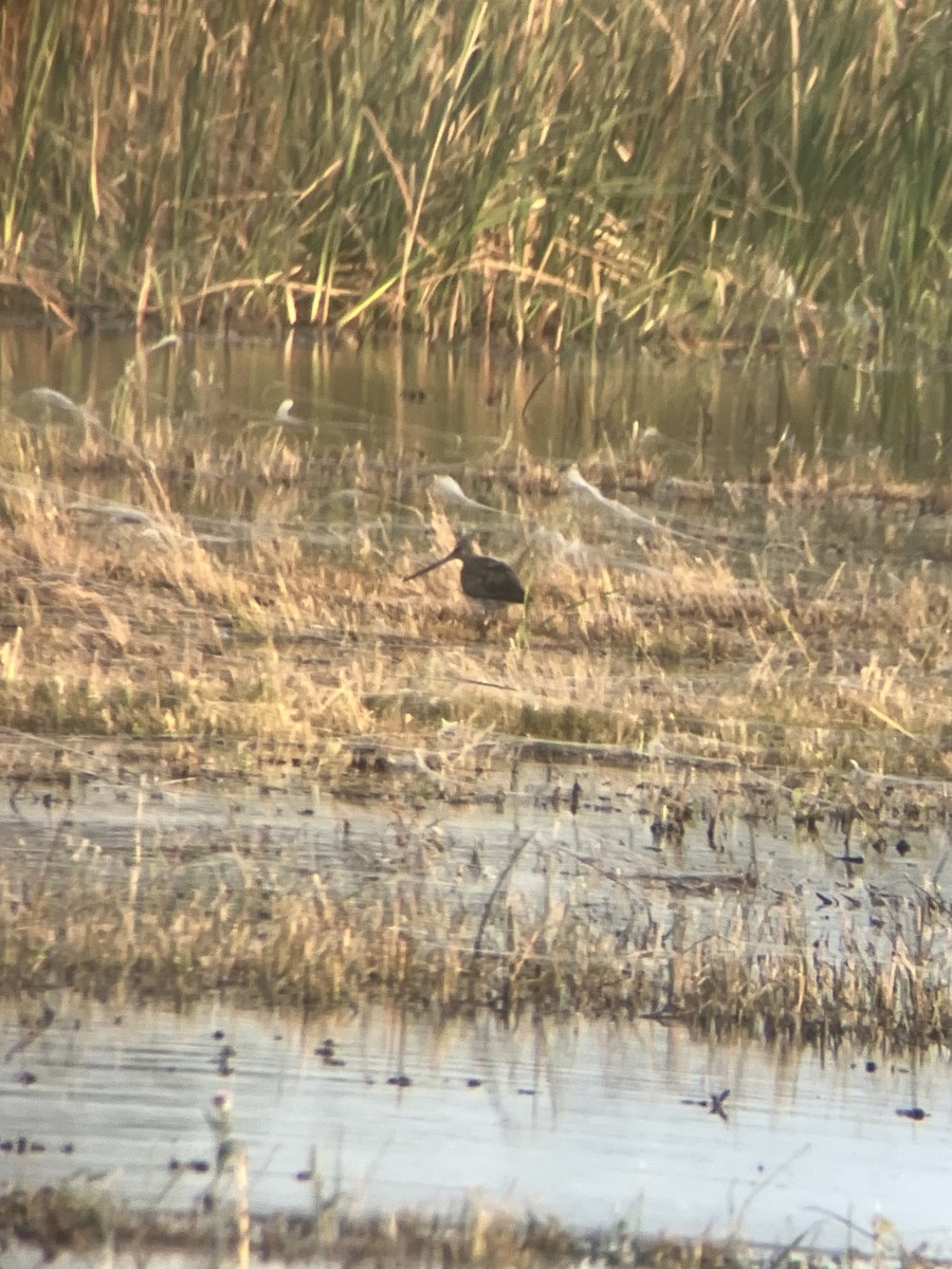 Hudsonian Godwit - ML642305831