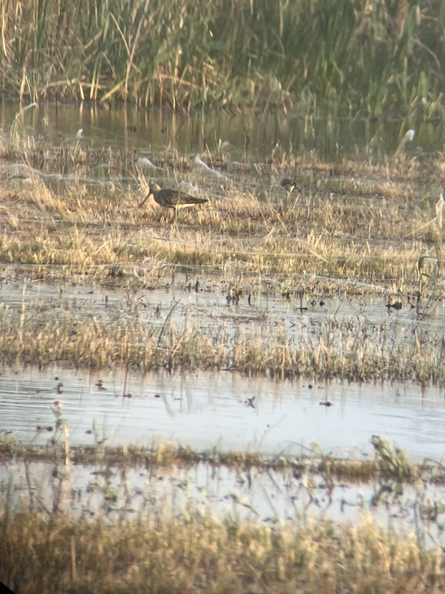Hudsonian Godwit - ML642305832