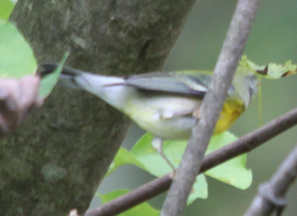 Northern Parula - ML642305840