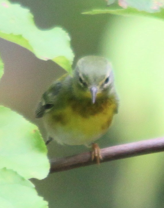 Northern Parula - ML642305841