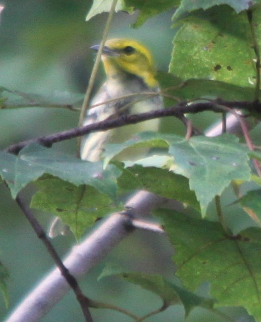 Black-throated Green Warbler - ML642305862