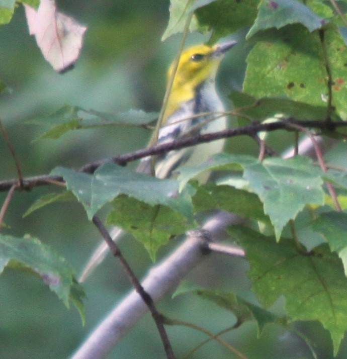 Black-throated Green Warbler - ML642305863