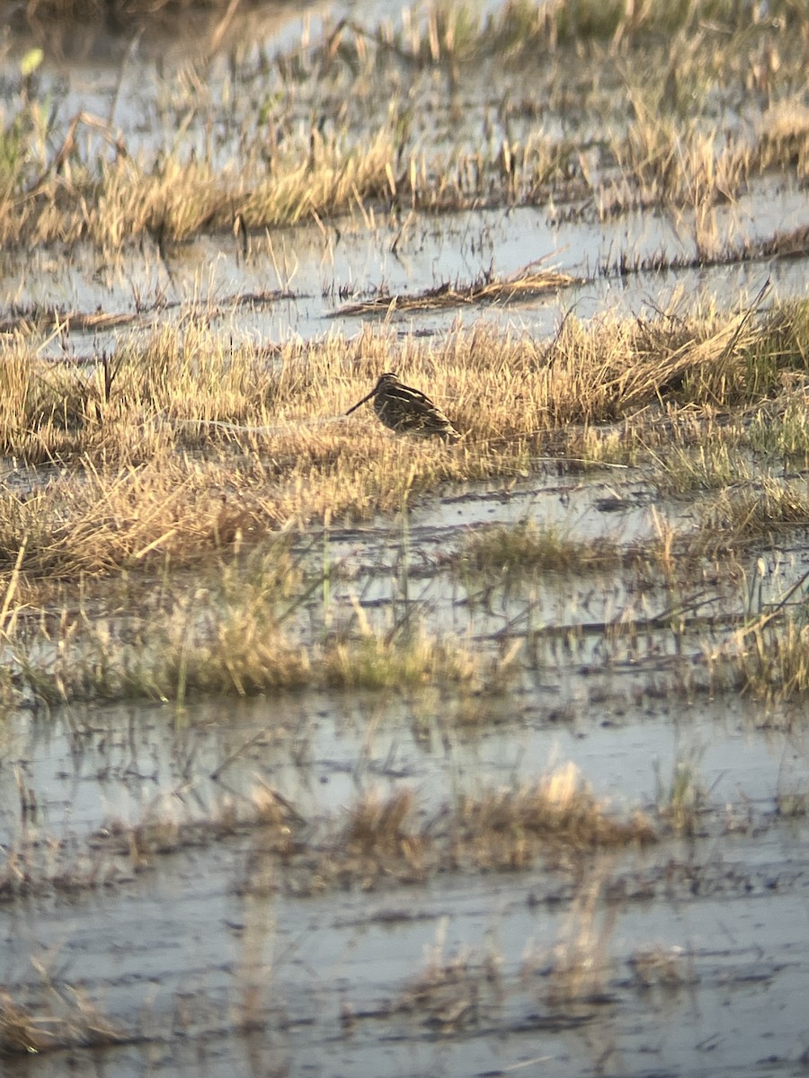 Wilson's Snipe - ML642305869