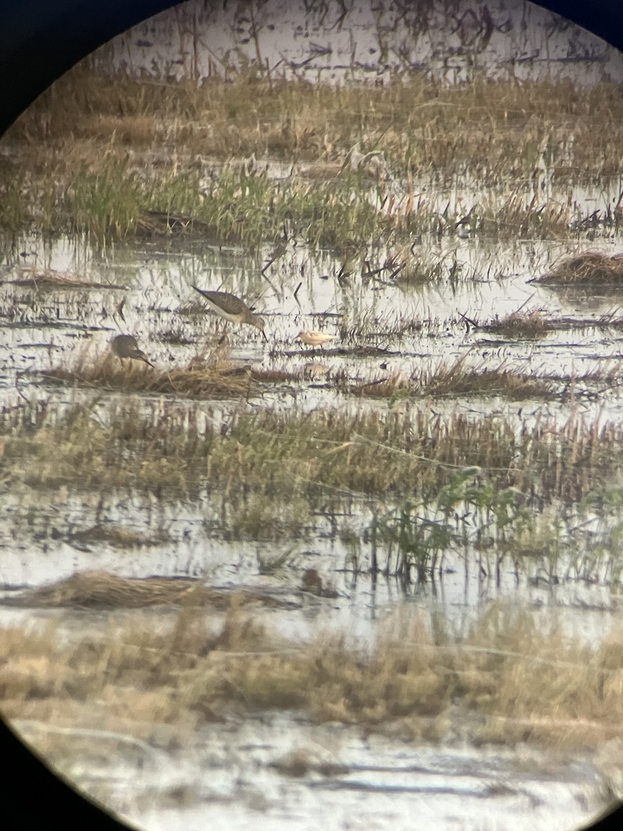 Semipalmated Sandpiper - ML642305891