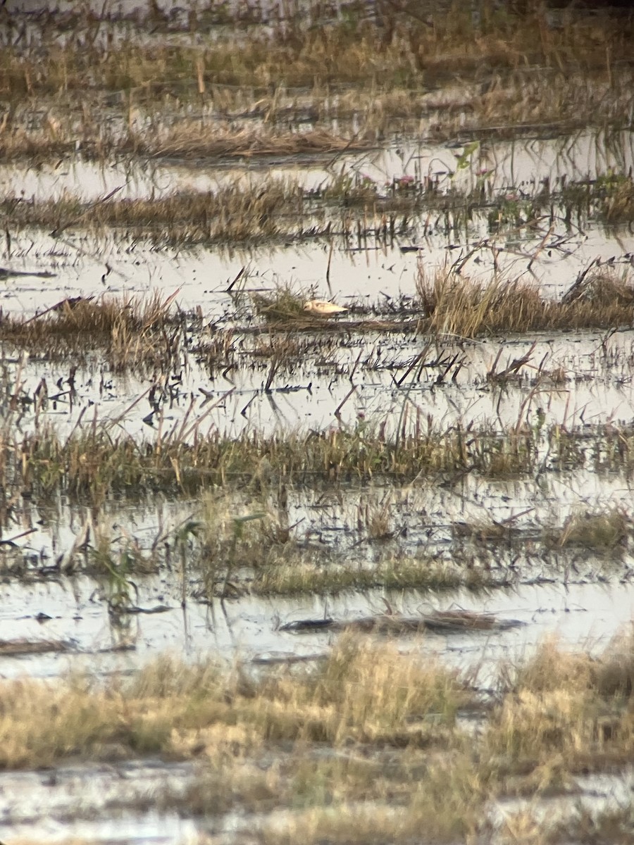 Semipalmated Sandpiper - ML642305892