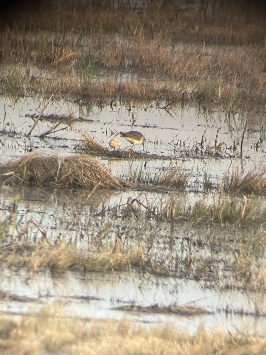 Semipalmated Sandpiper - ML642305893