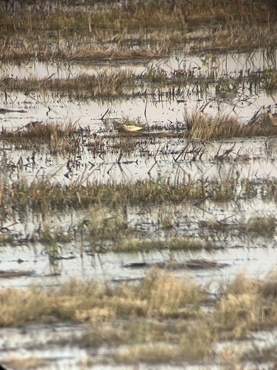 Semipalmated Sandpiper - ML642305894