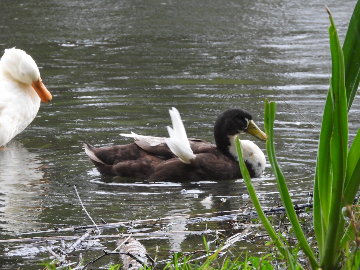 anatidé sp. (canard sp.) - ML642305916
