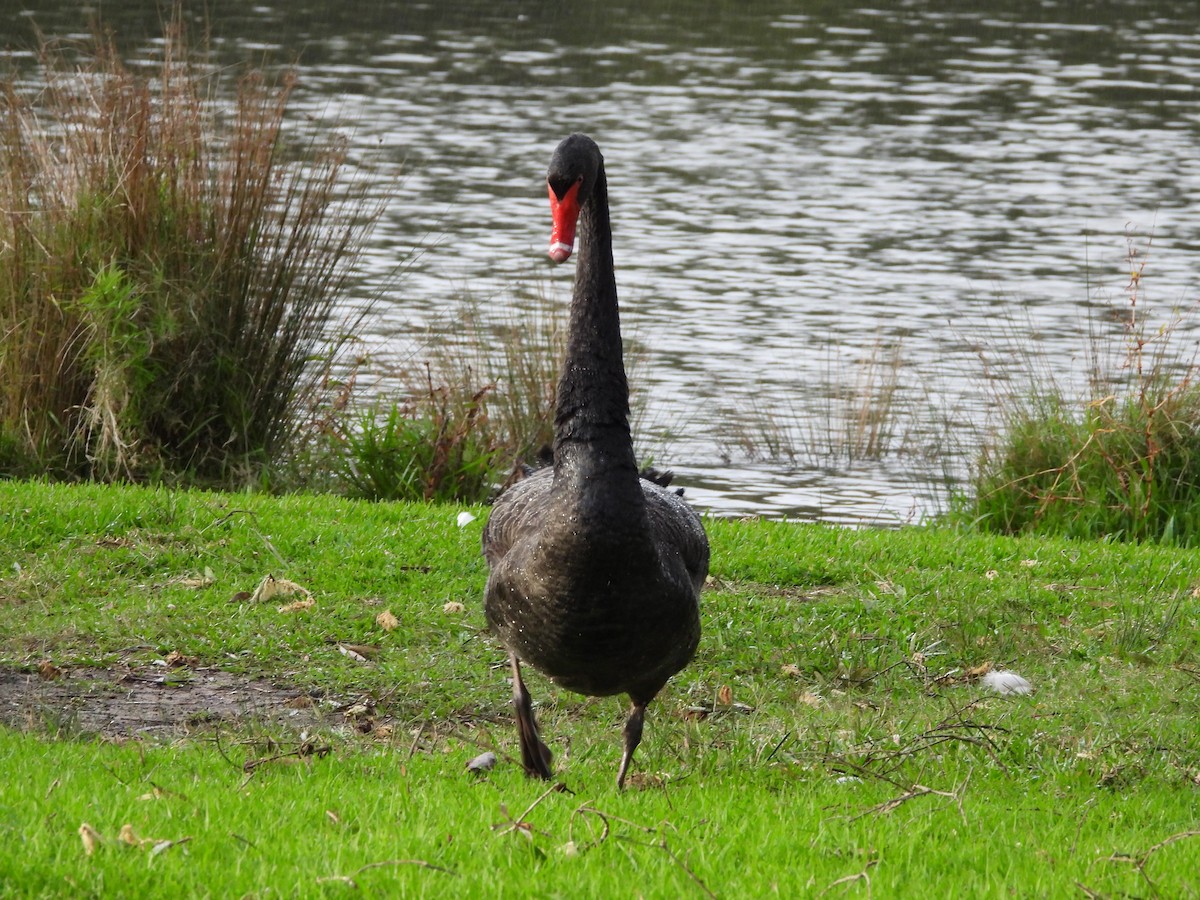 Cygne noir - ML642305922