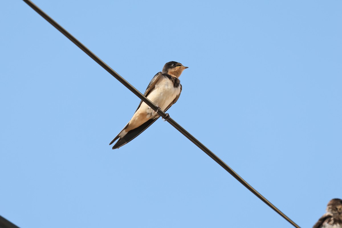 Hirondelle rustique - ML642305953