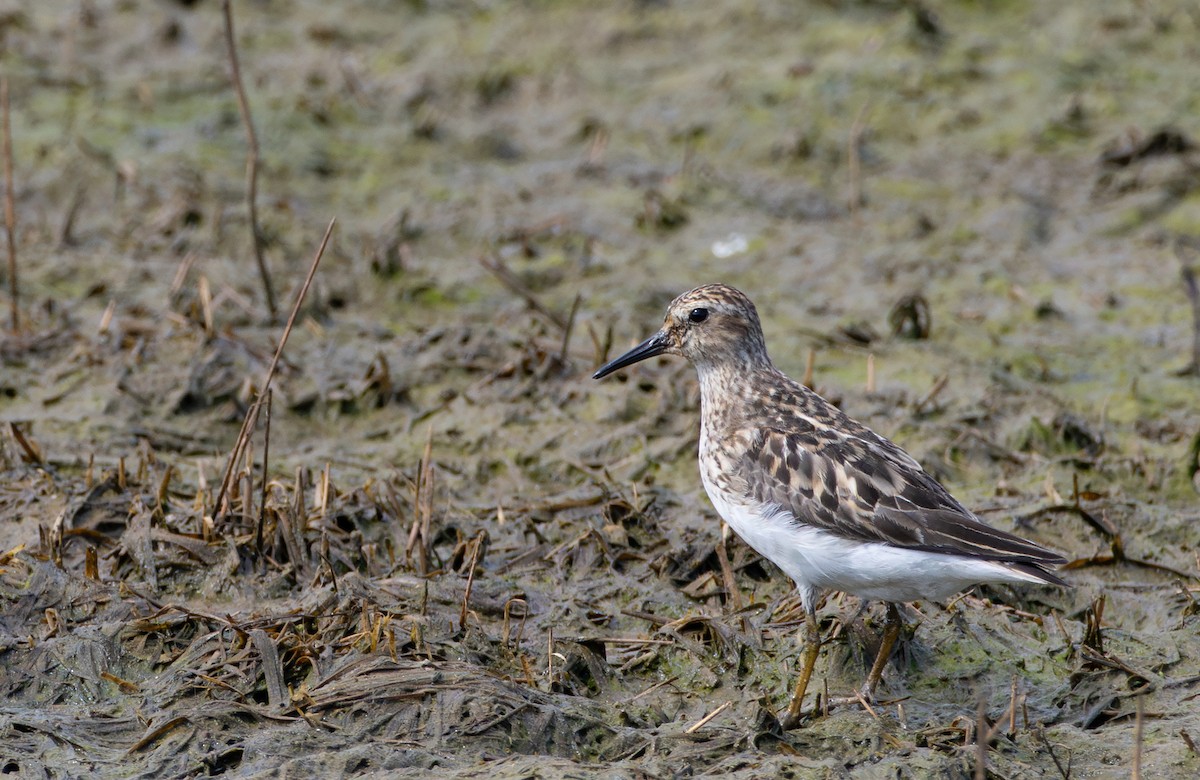 Least Sandpiper - ML642305976