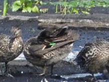Green-winged Teal - ML642306000