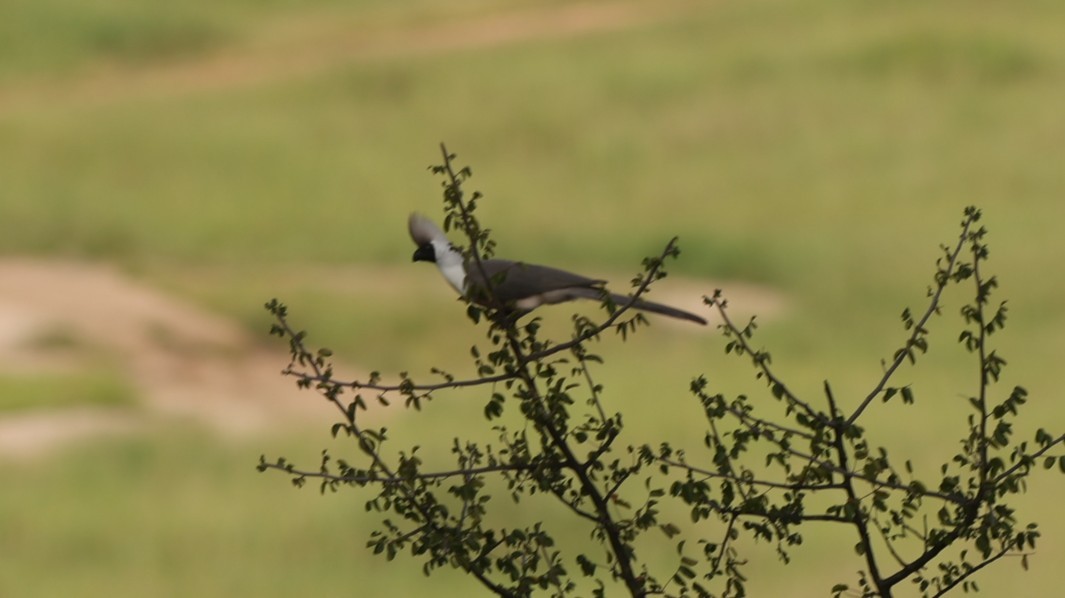 Bare-faced Go-away-bird (Black-faced) - ML642306006