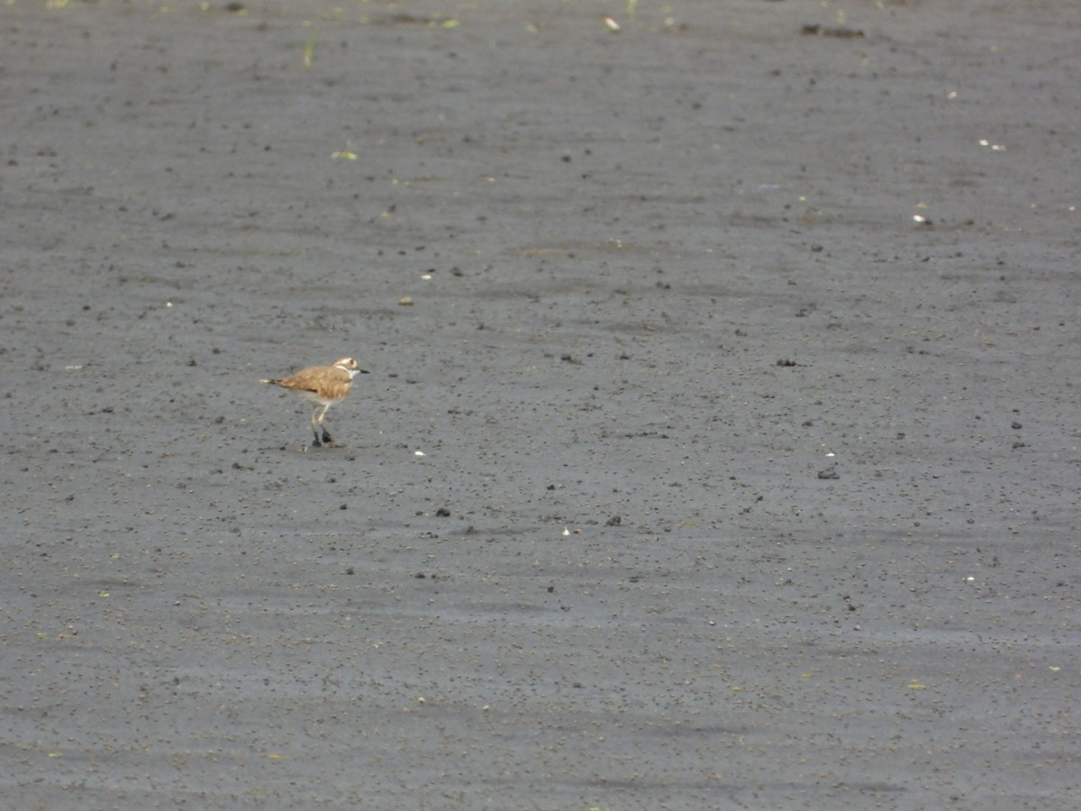 Killdeer - ML642306012