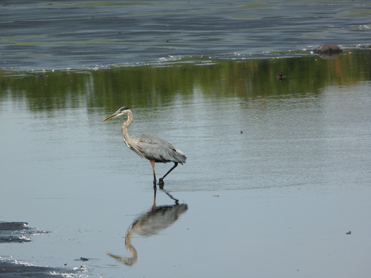 Great Blue Heron - ML642306022
