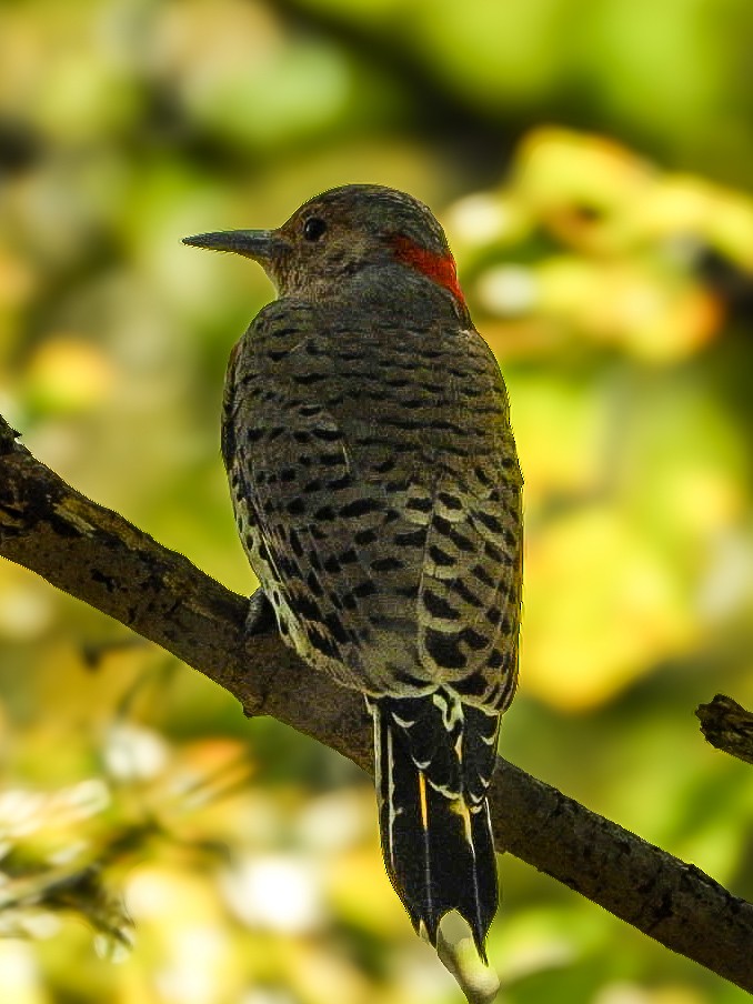 Northern Flicker - ML642306032