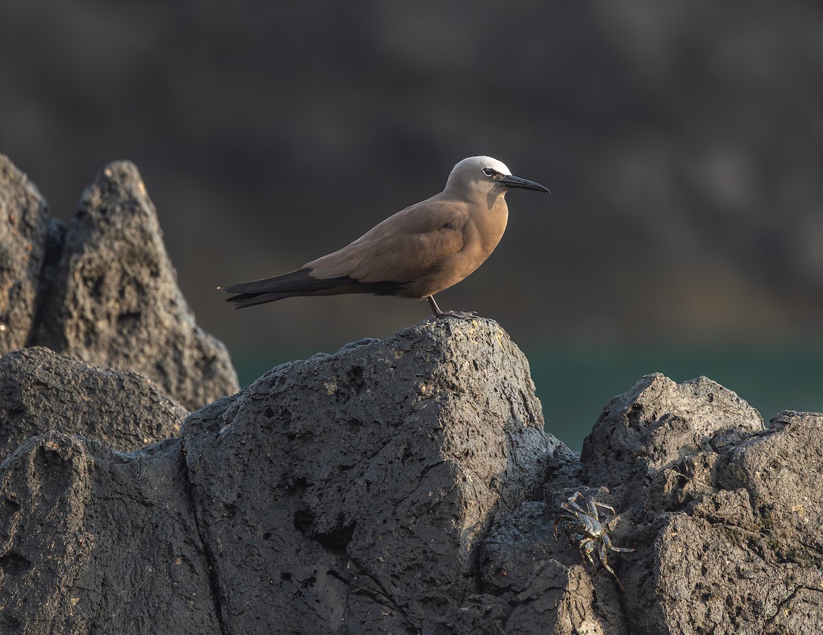 Brown Noddy - ML642306050