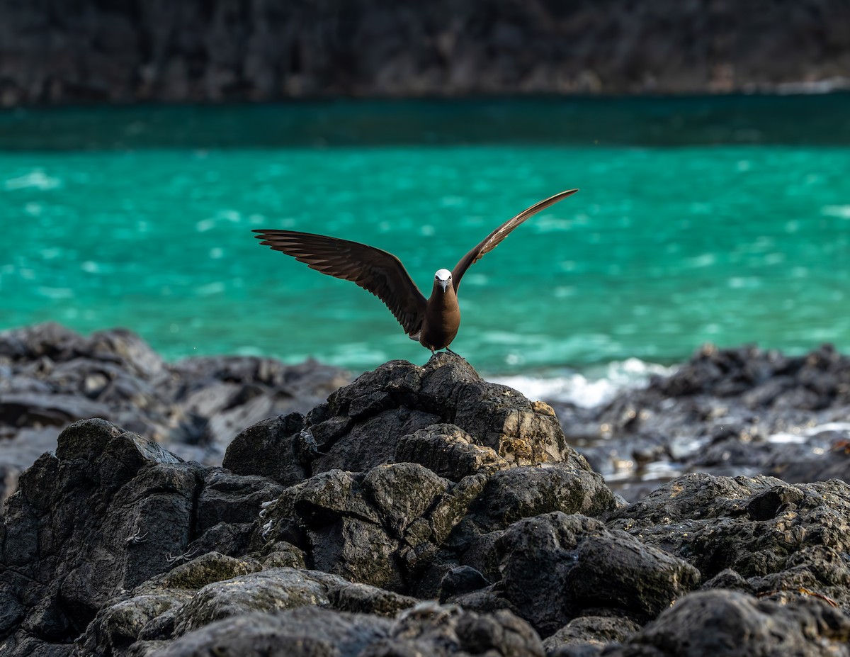 Brown Noddy - ML642306053