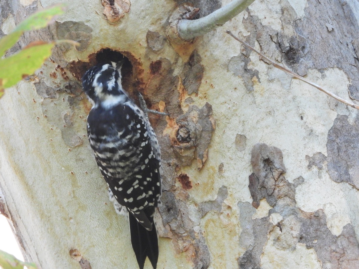 Nuttall's Woodpecker - ML642306056