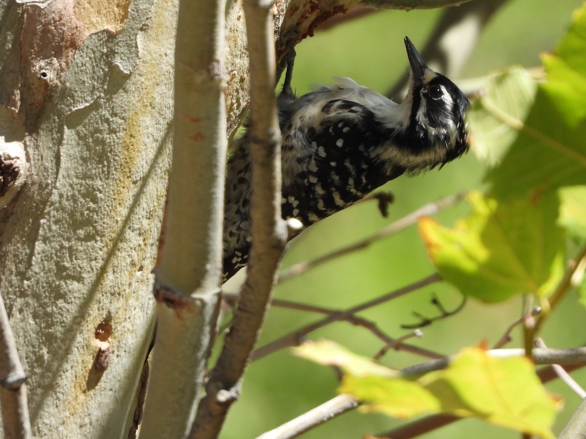 Nuttall's Woodpecker - ML642306061