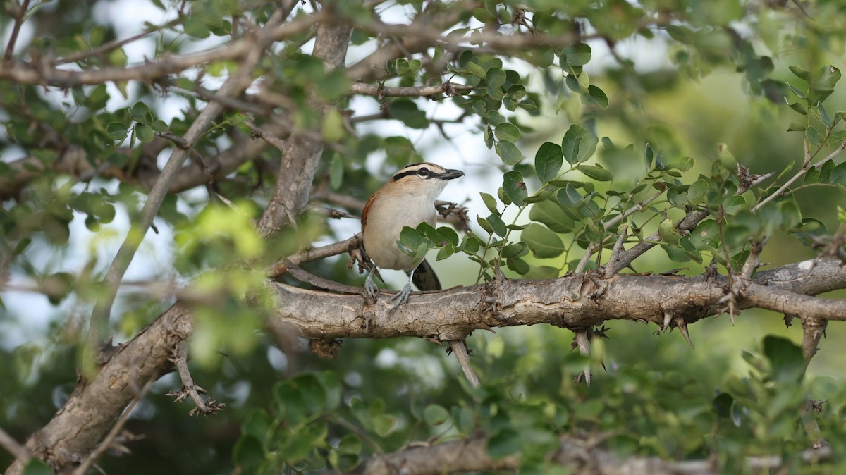 Black-crowned Tchagra - ML642306063