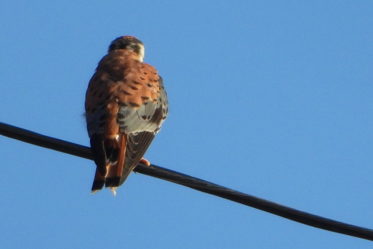 American Kestrel - ML642306066