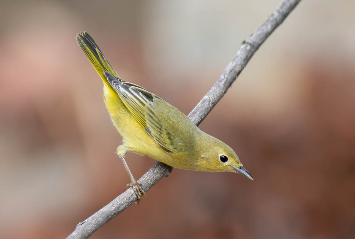 Paruline jaune - ML642306072