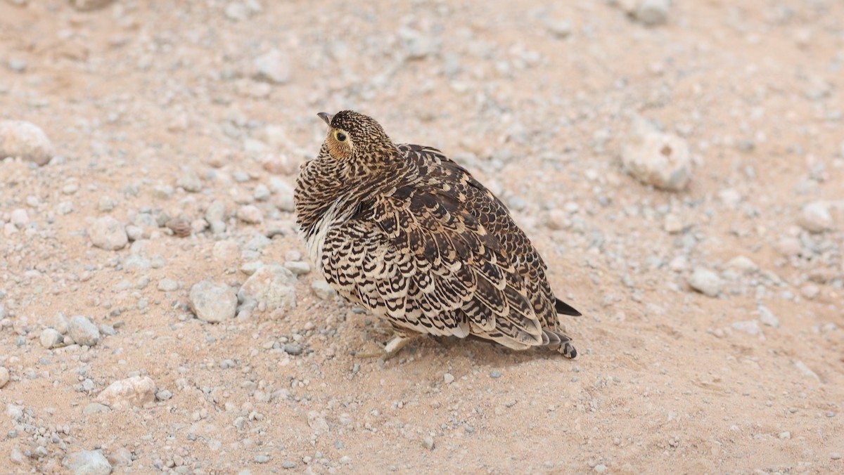 Black-faced Sandgrouse - ML642306085