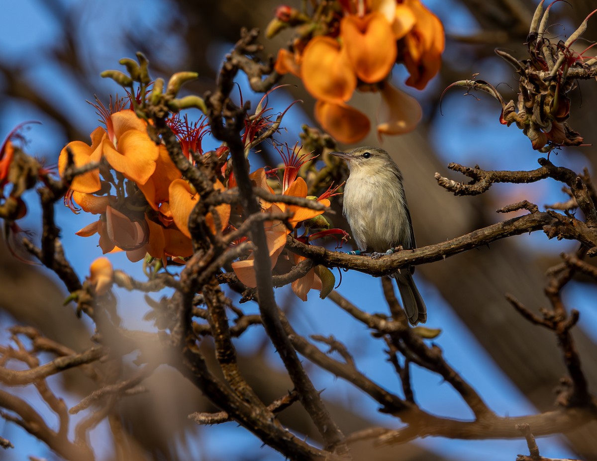Noronha Vireo - ML642306087