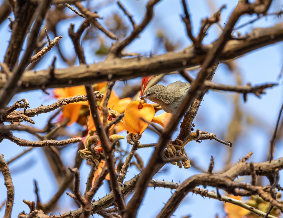Noronha Vireo - ML642306090