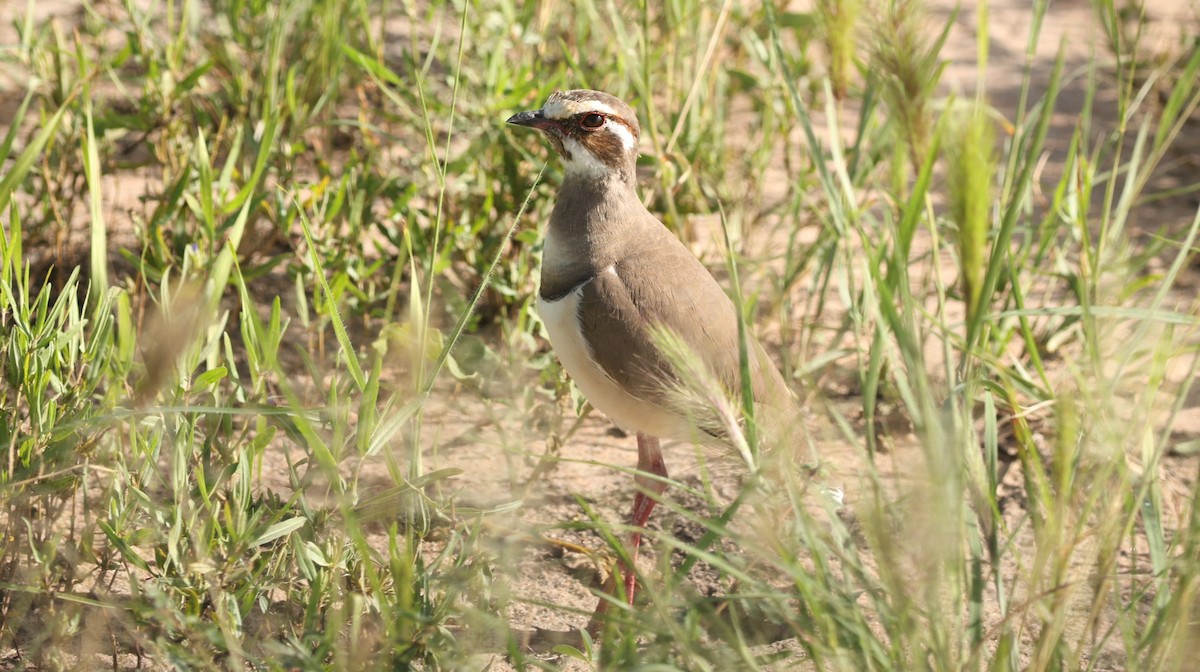 Bronze-winged Courser - ML642306096