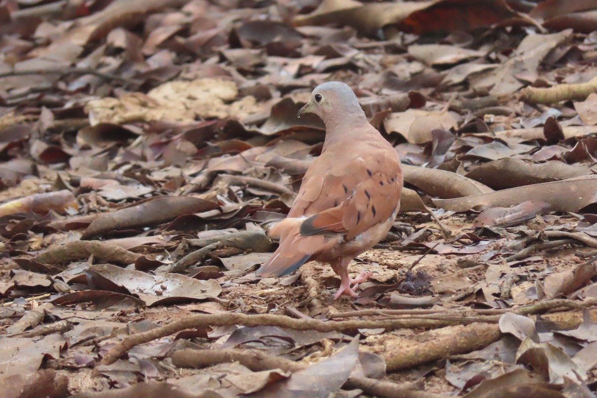 Ruddy Ground Dove - ML642306099