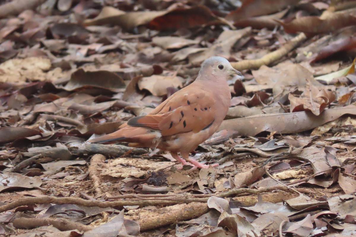 Ruddy Ground Dove - ML642306100