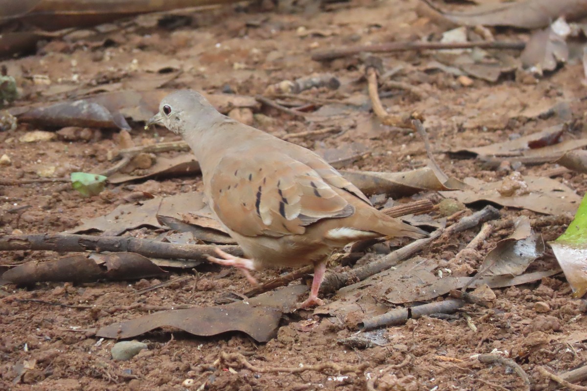 Ruddy Ground Dove - ML642306101