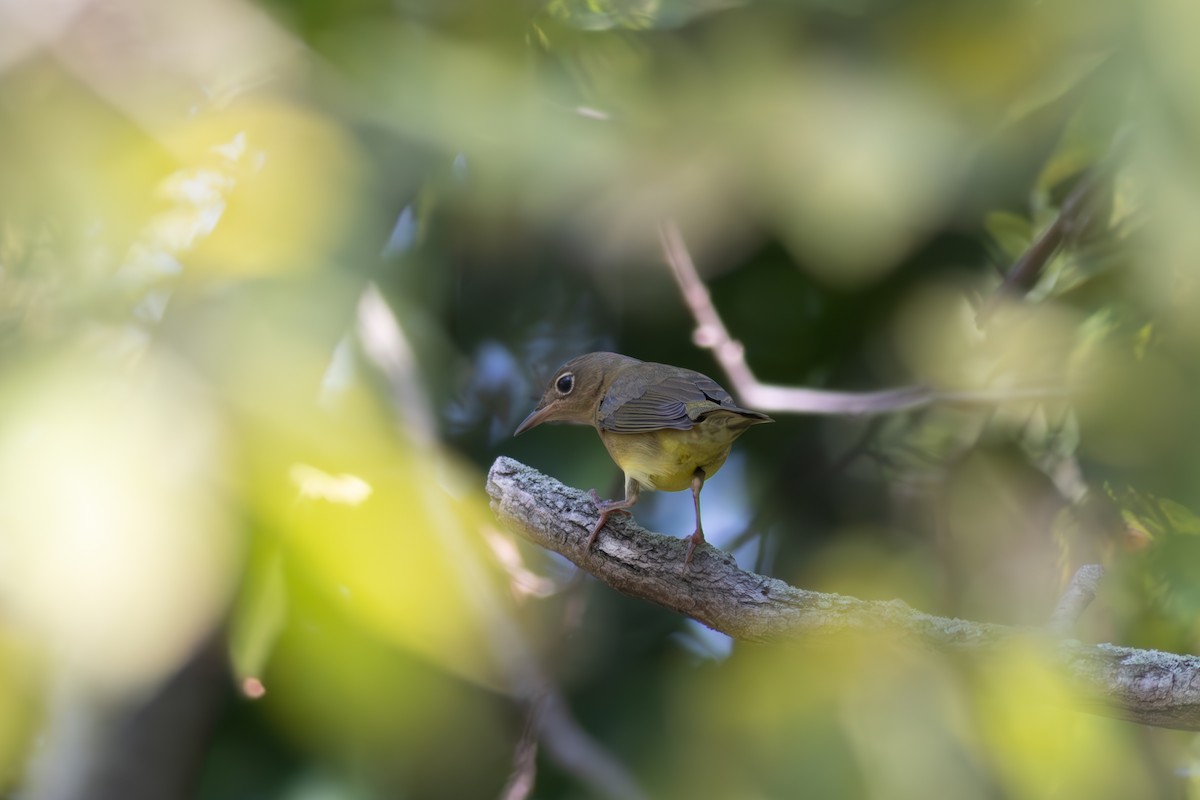 Connecticut Warbler - ML642306102