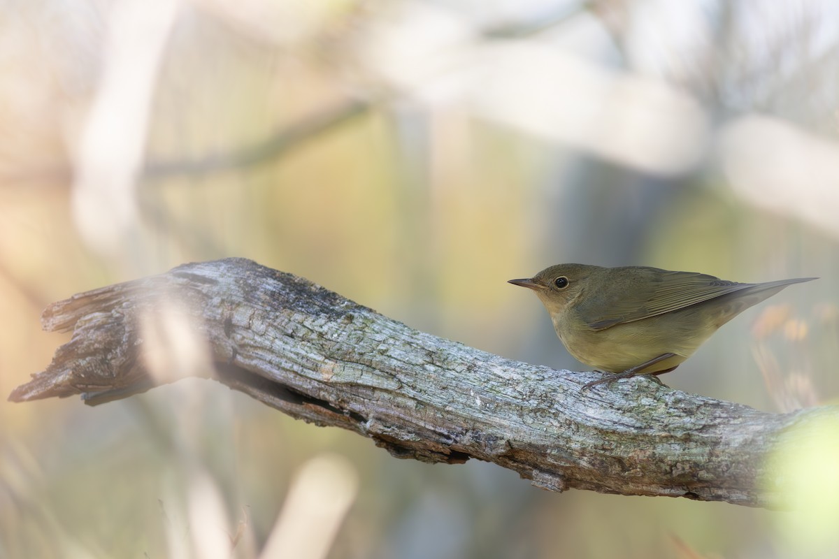 Connecticut Warbler - ML642306103