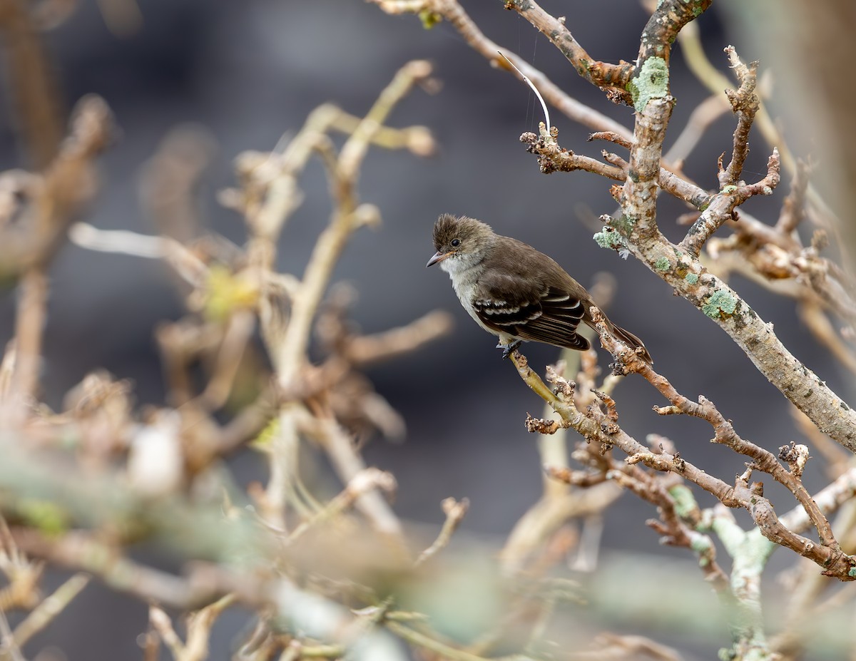 Noronha Elaenia - ML642306127