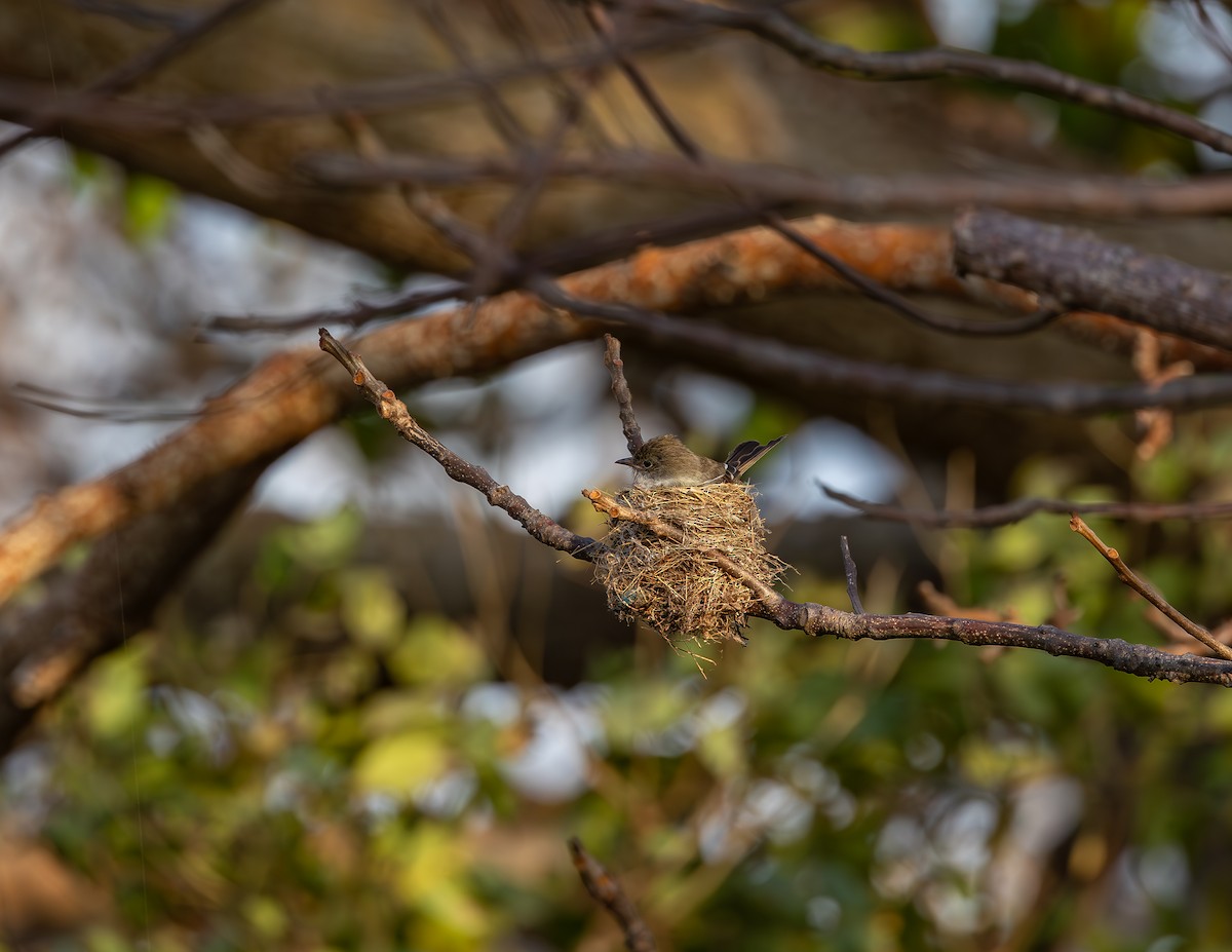 Noronha Elaenia - ML642306129