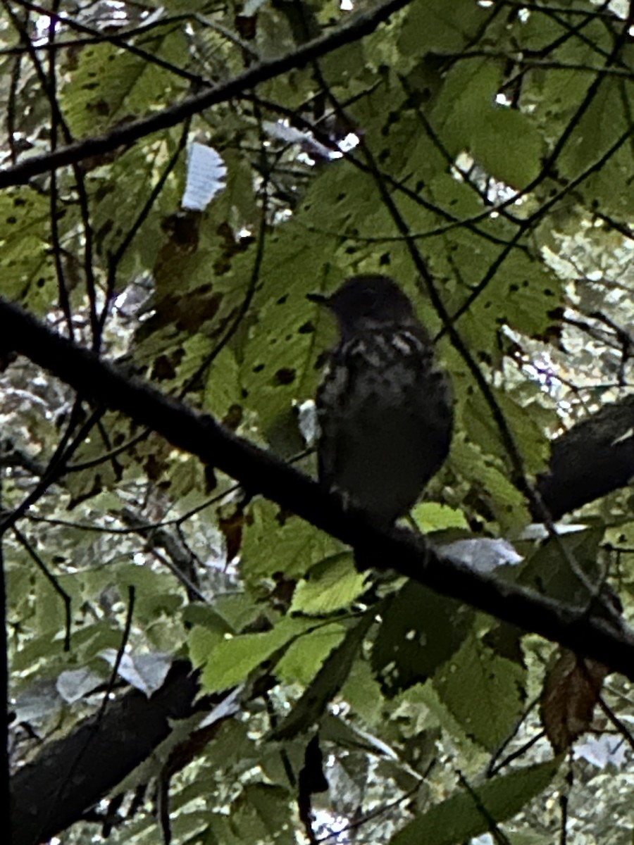 Wood Thrush - ML642306137