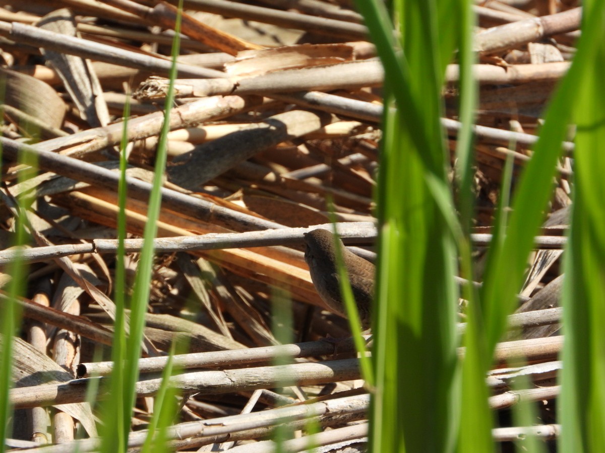 Northern House Wren - ML642306139