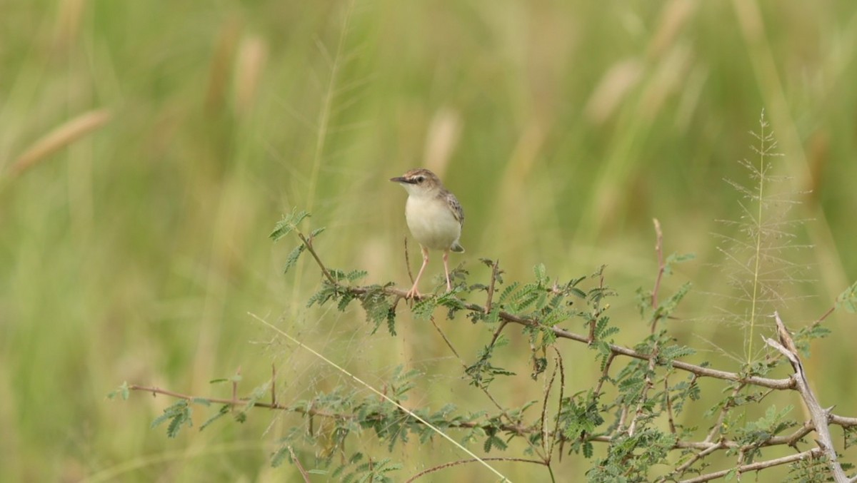 Desert Cisticola - ML642306143