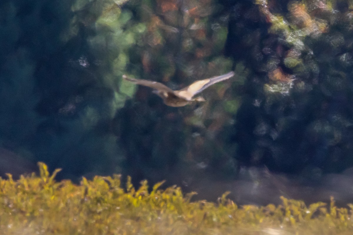 American Bittern - ML642306152