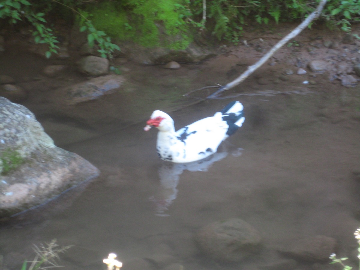Canard musqué - ML642306165