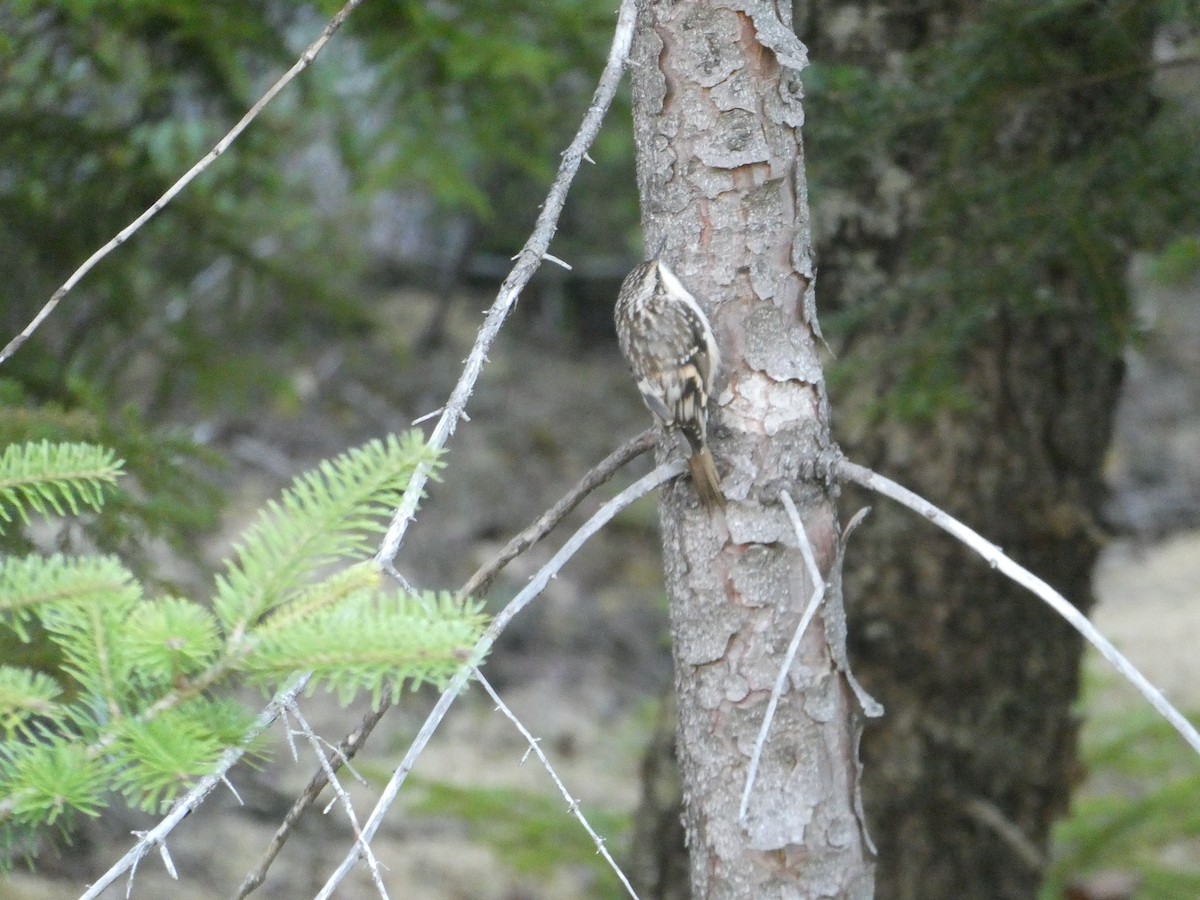 Brown Creeper - ML642306189