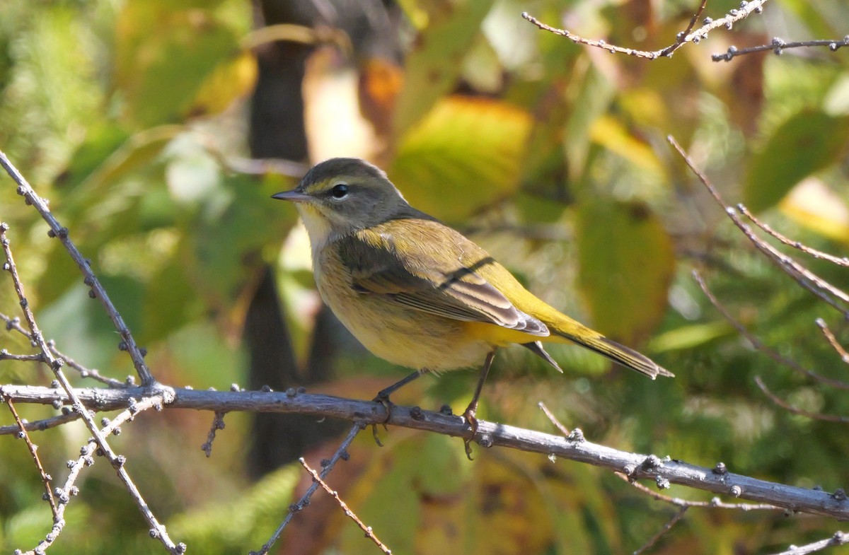 Palm Warbler - ML642306196