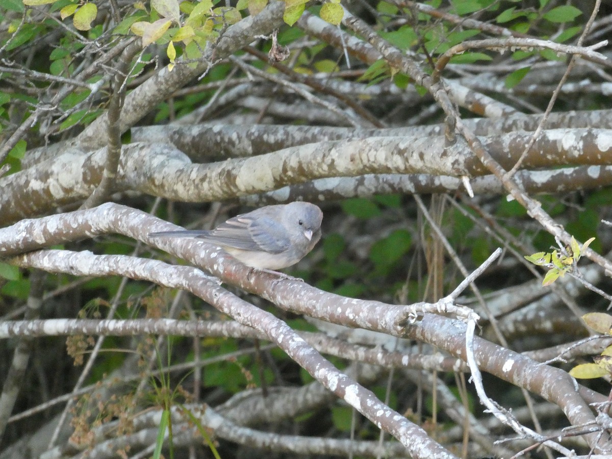 Dark-eyed Junco - ML642306198