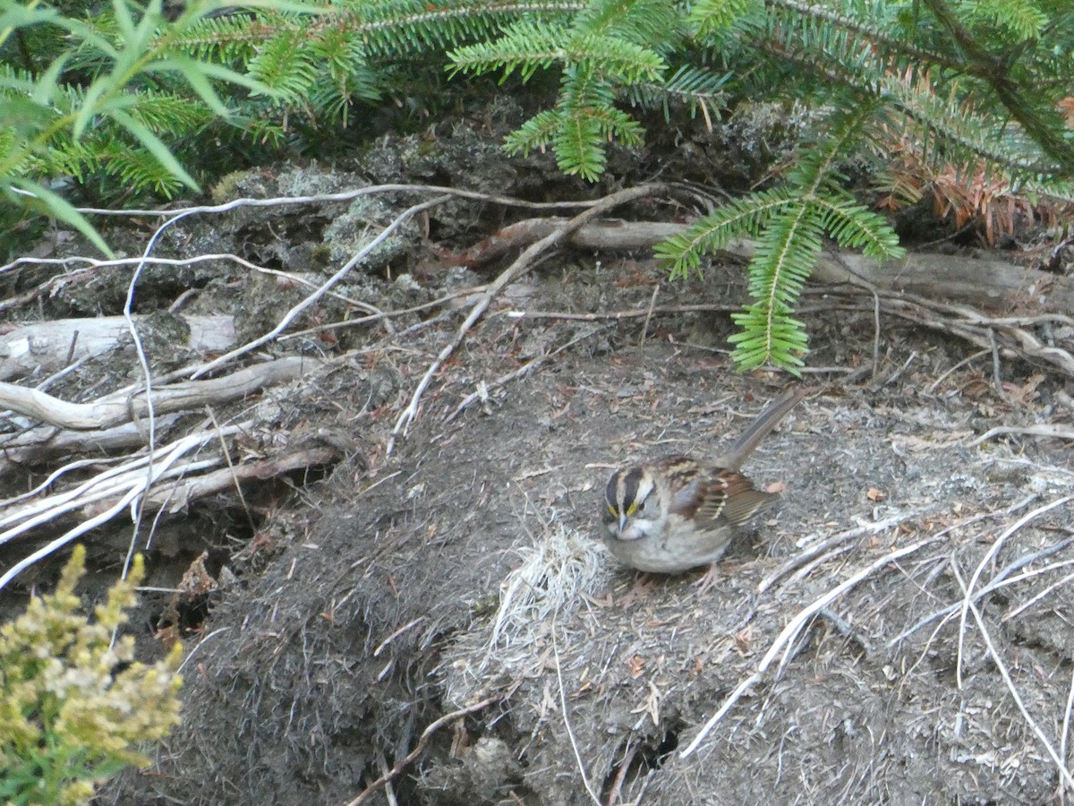 White-throated Sparrow - ML642306215