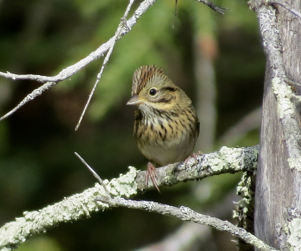 Lincoln's Sparrow - ML642306216