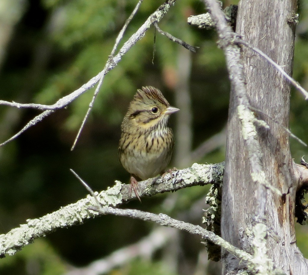 Lincoln's Sparrow - ML642306224